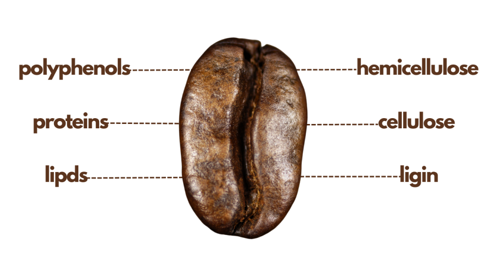 Coffee anatomy